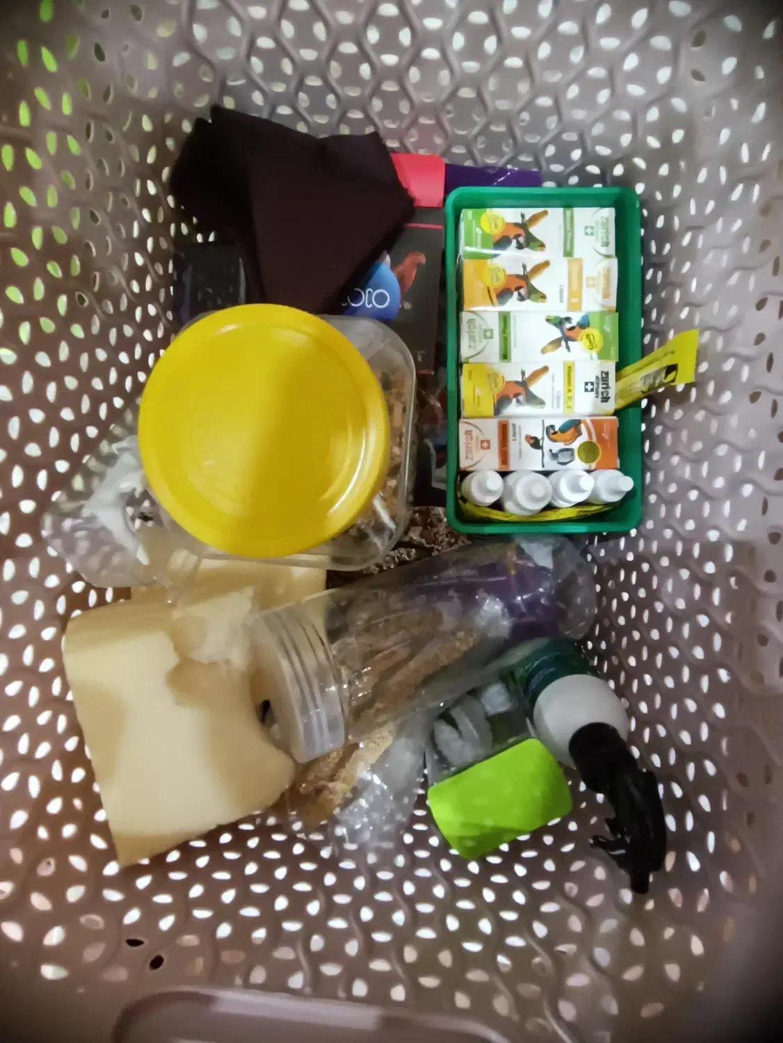 طوطی برزیلی|خزنده|میانه, |دیوار