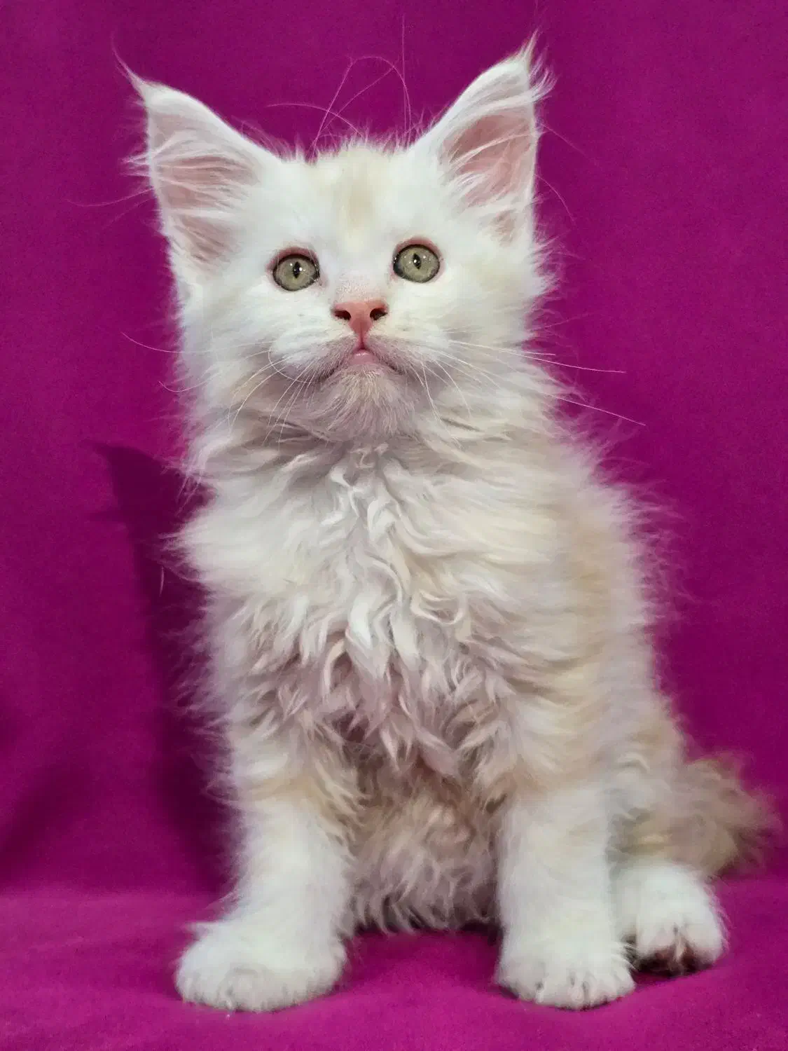 گربه مین کوون|گربه|تهران, چیذر|دیوار