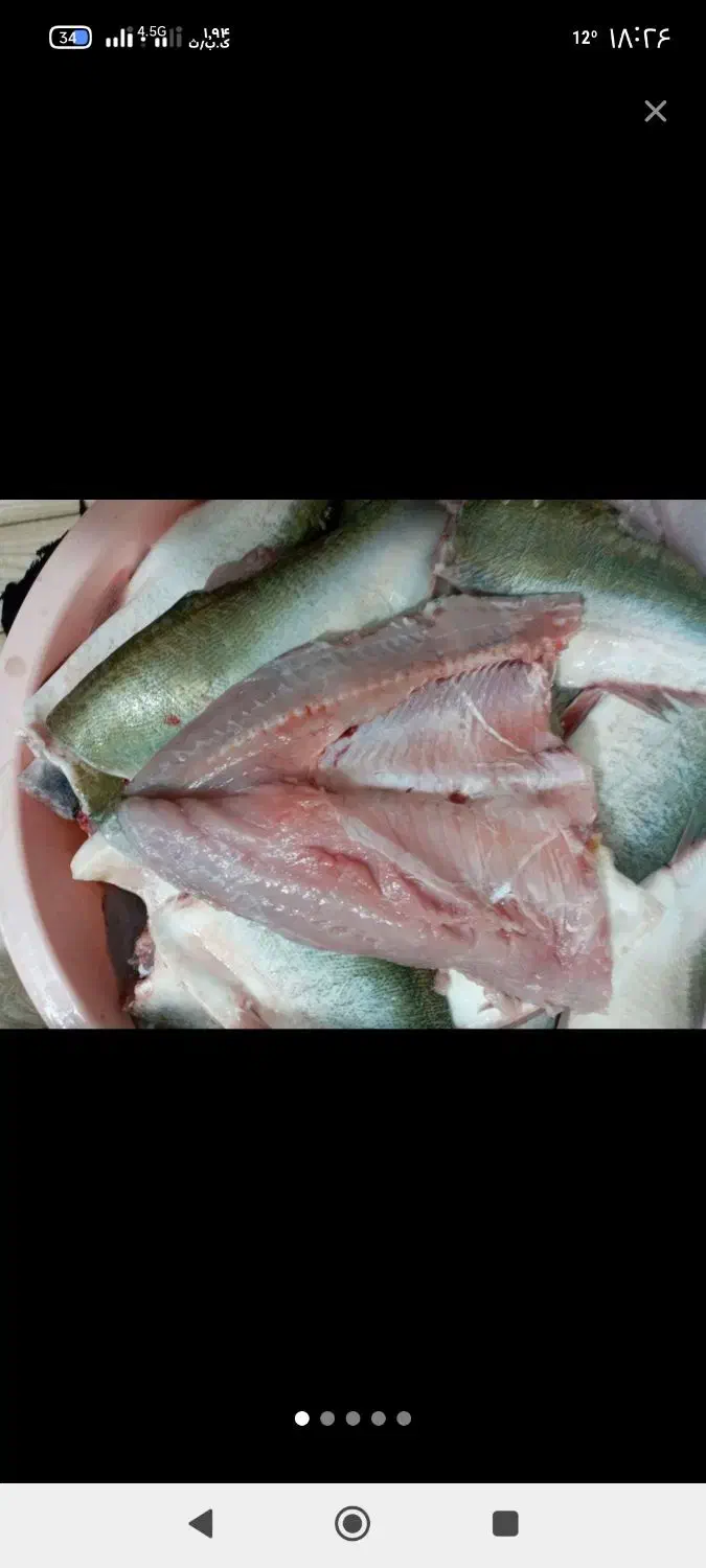 ماهی زنده وتازه وپرگوشت|ماهی|اراک, |دیوار