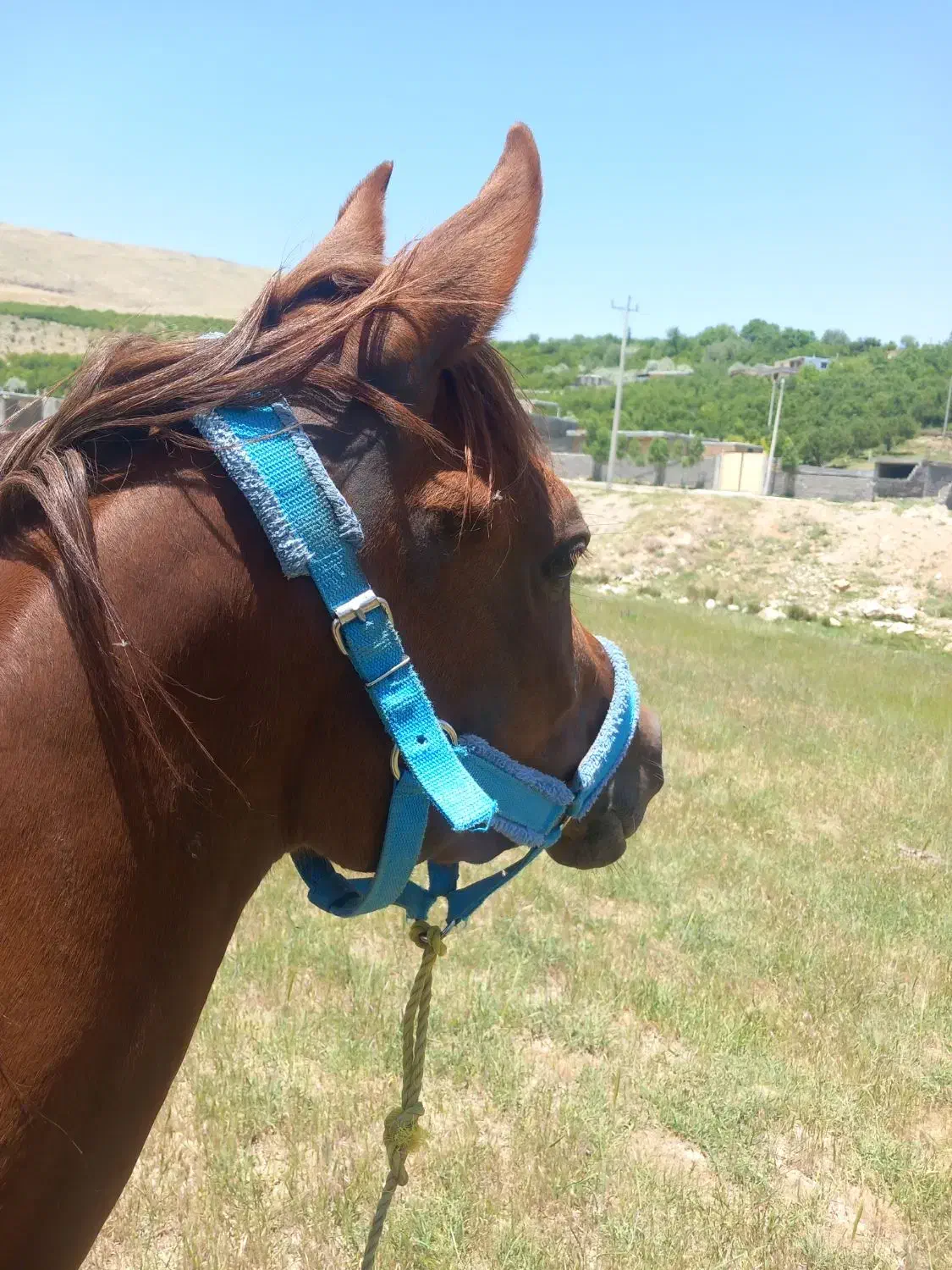 فروشی|اسب و تجهیزات اسبسواری|پادنا, |دیوار