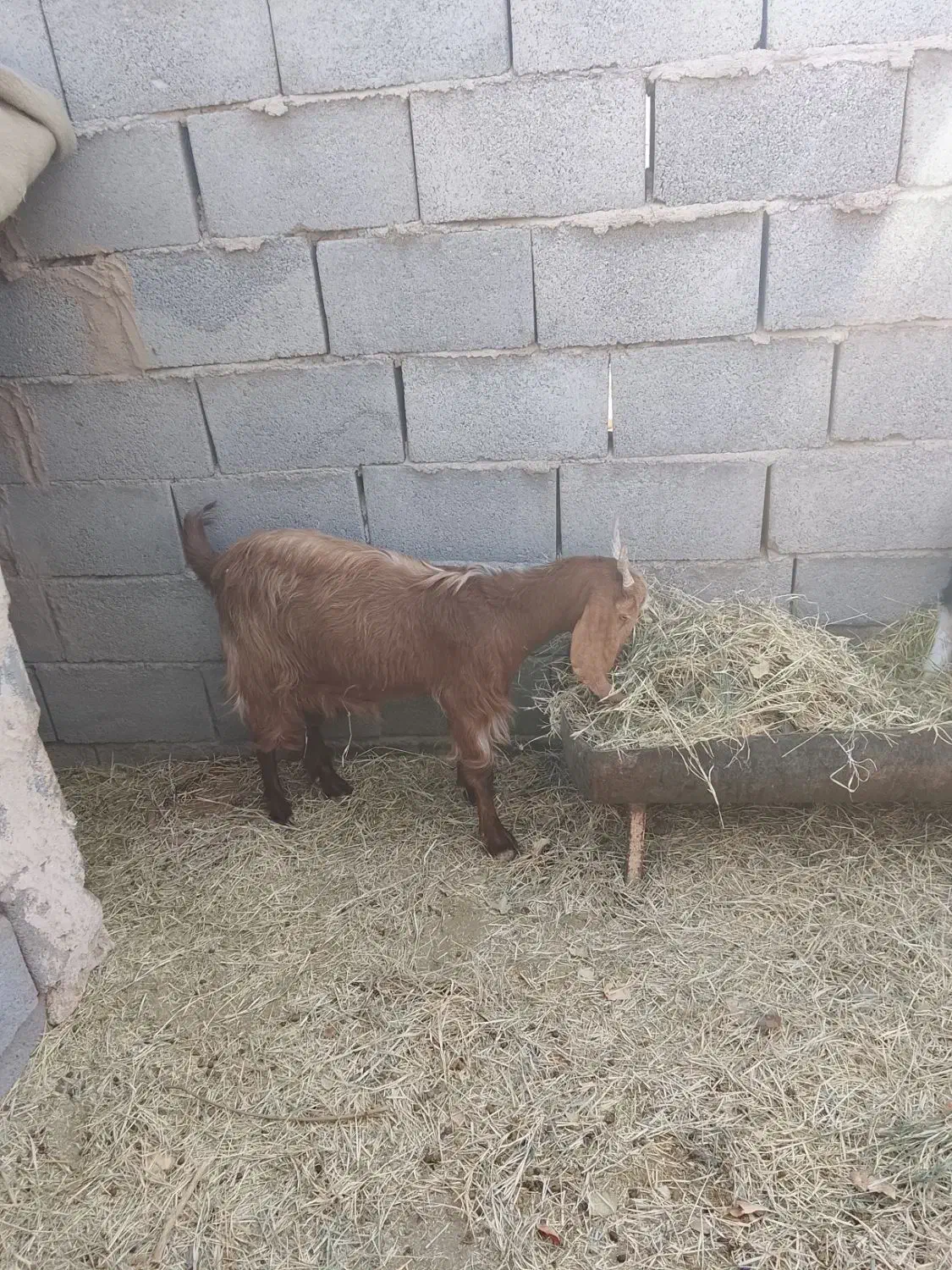 بزغاله|حیوانات مزرعه|رفسنجان, |دیوار