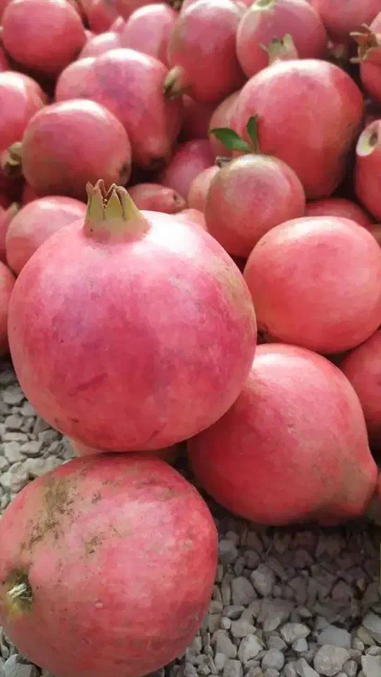 انار|عمده‌فروشی|اردکان, |دیوار