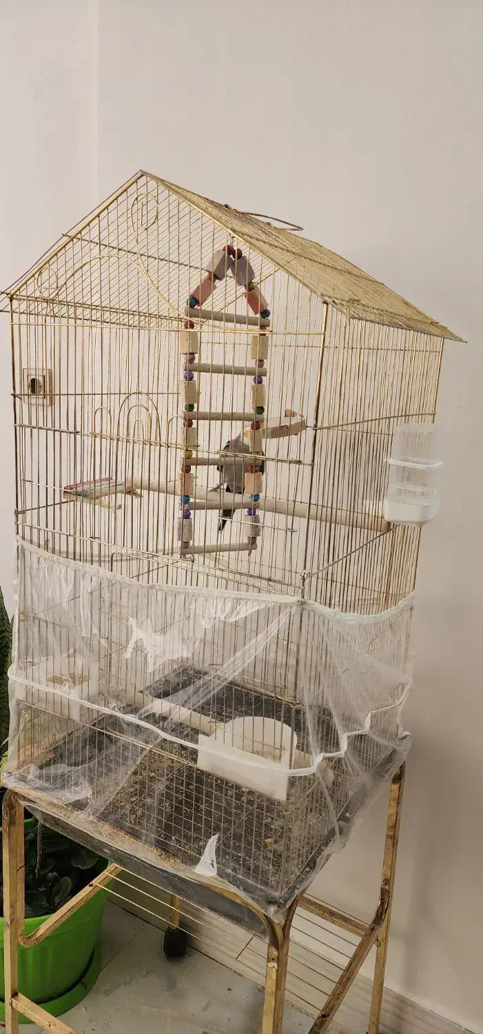 عروس هلندی سخن گو|پرنده|تربتحیدریه, بوستان باغ ملی|دیوار