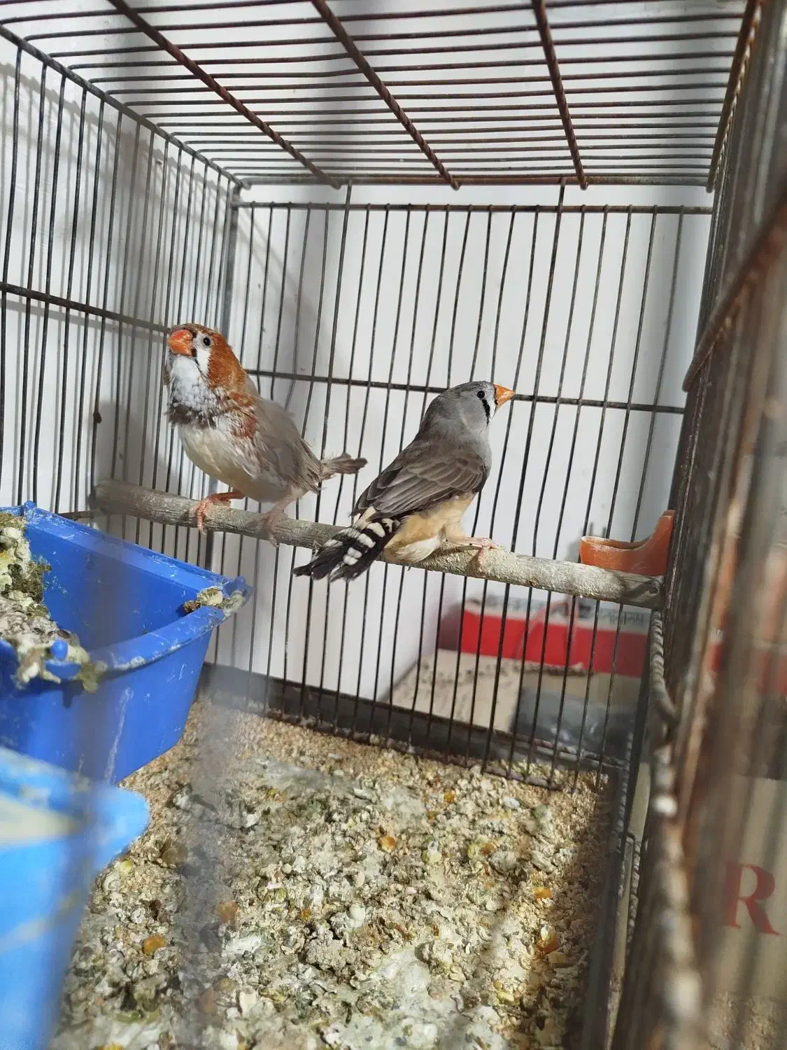 سه جفت فنچ کینگ سایز و یک نر|پرنده|رباط‌کریم, رباط‌کریم|دیوار