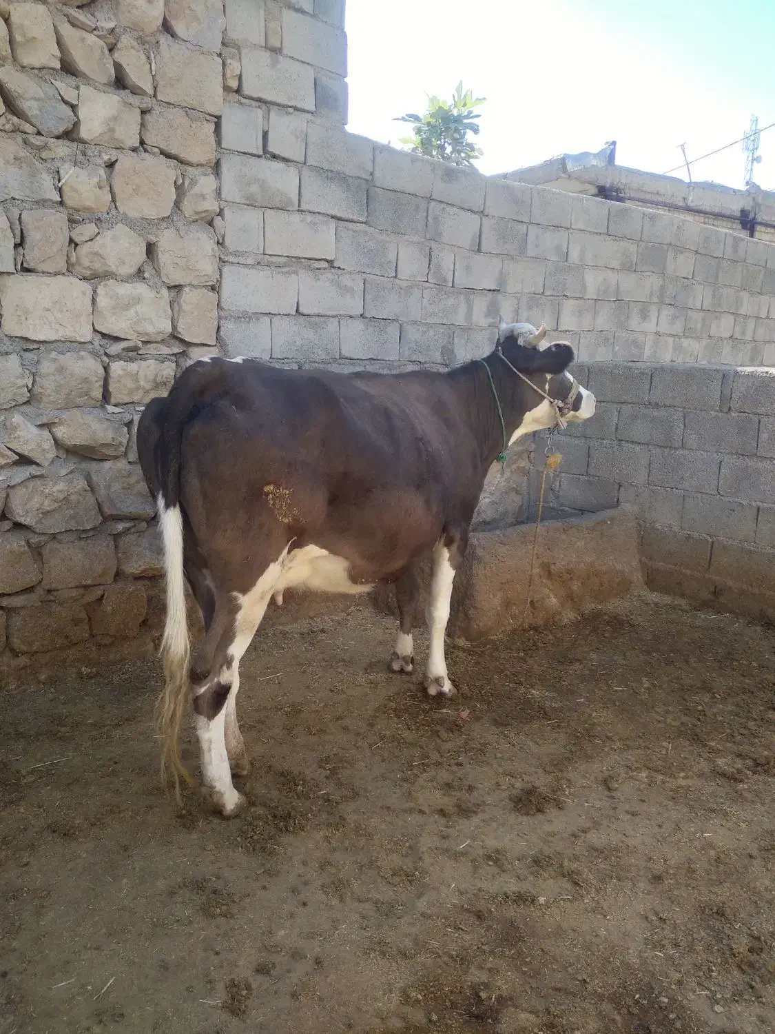 گاووگوساله|حیوانات مزرعه|کوهدشت, |دیوار