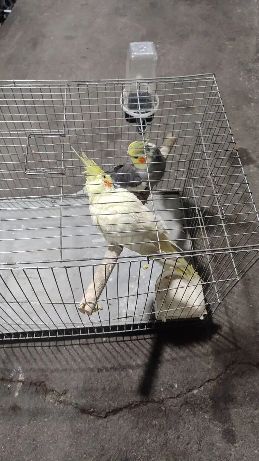 عروس هلندی|پرنده|ماسال, |دیوار