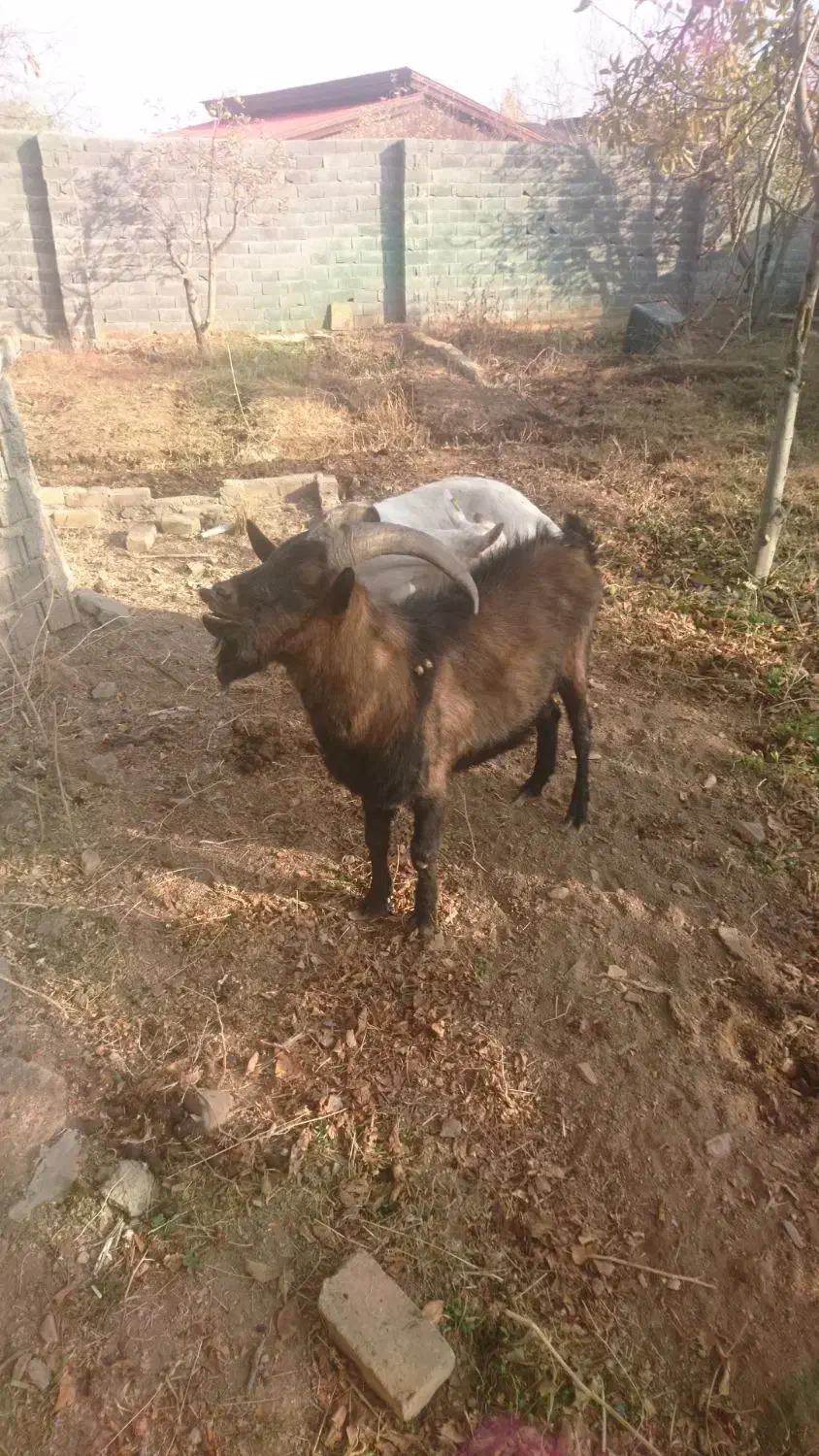 نربز آلپاین|حیوانات مزرعه|دماوند, دماوند|دیوار