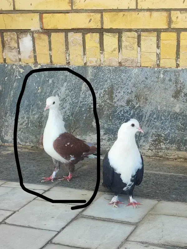 جوجه فروشی|پرنده|طبس, |دیوار