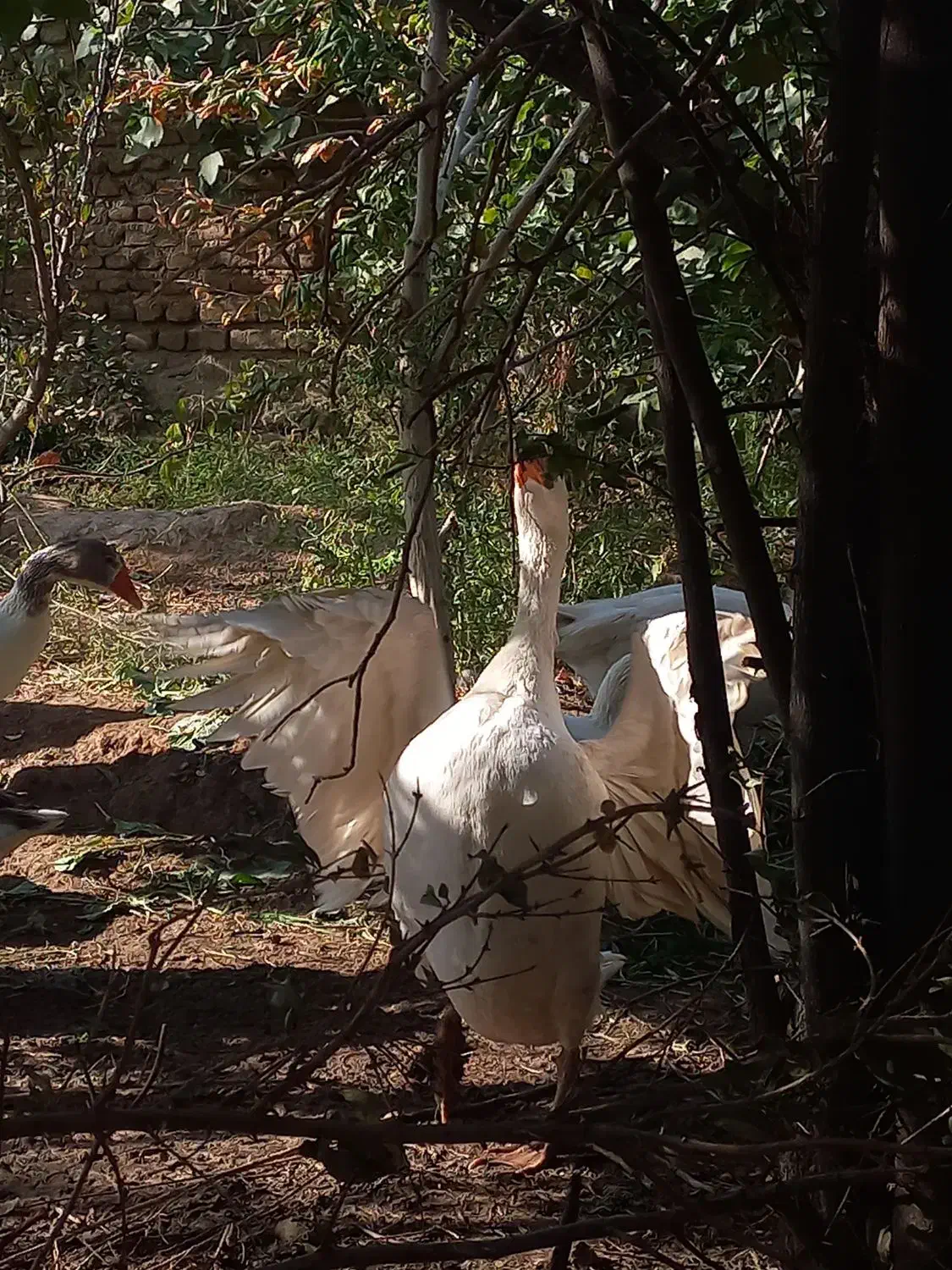 غاز|حیوانات مزرعه|شاهرود, |دیوار