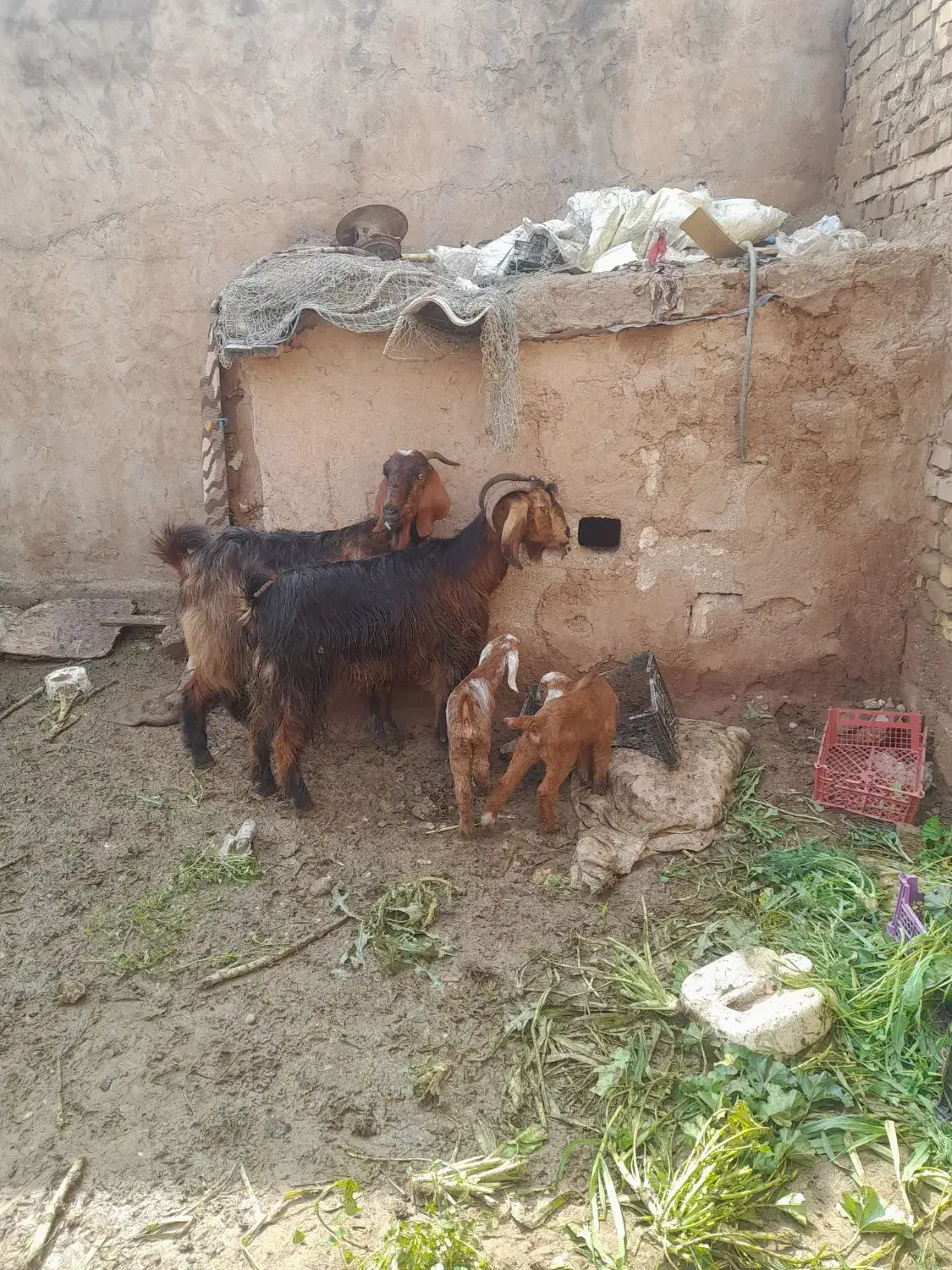 دوعدد تیر ب با بیگ|حیوانات مزرعه|دزفول, |دیوار