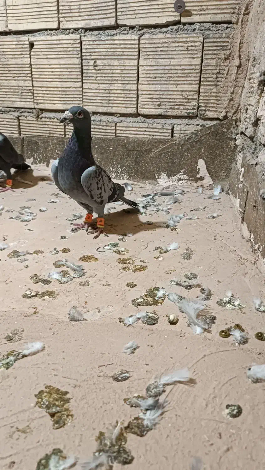 پرنده|پرنده|مشهد, انصار|دیوار