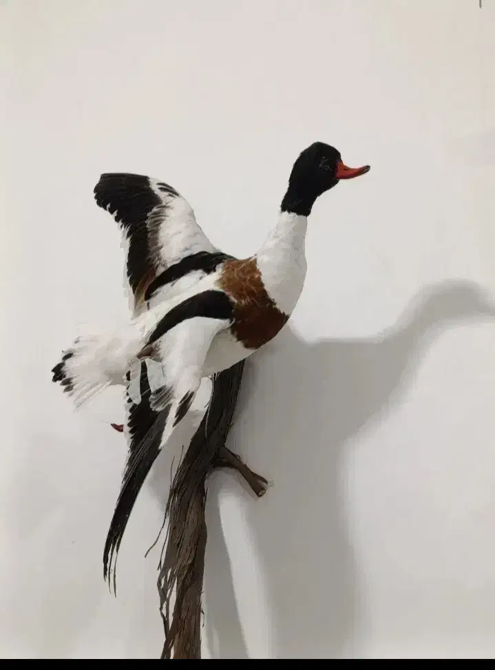 تابلو سه بعدی|مجسمه، تندیس، ماکت|چابهار, |دیوار