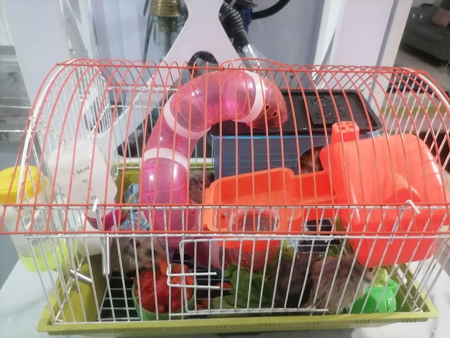 همستر|موش و خرگوش|پردیس, فاز ۵|دیوار