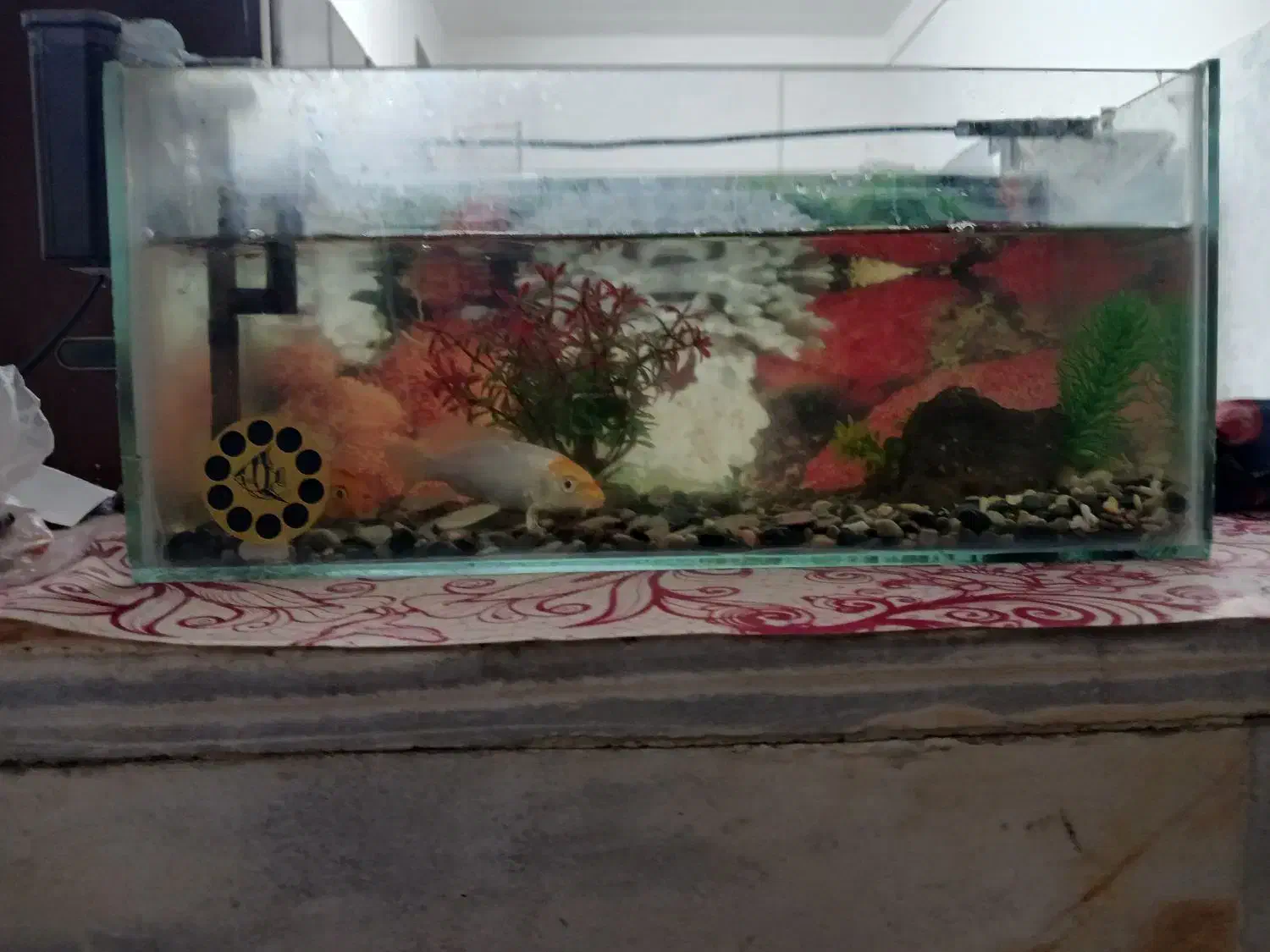 اکواریم کامل با ماهی ودستگاه|ماهی|میبد, |دیوار