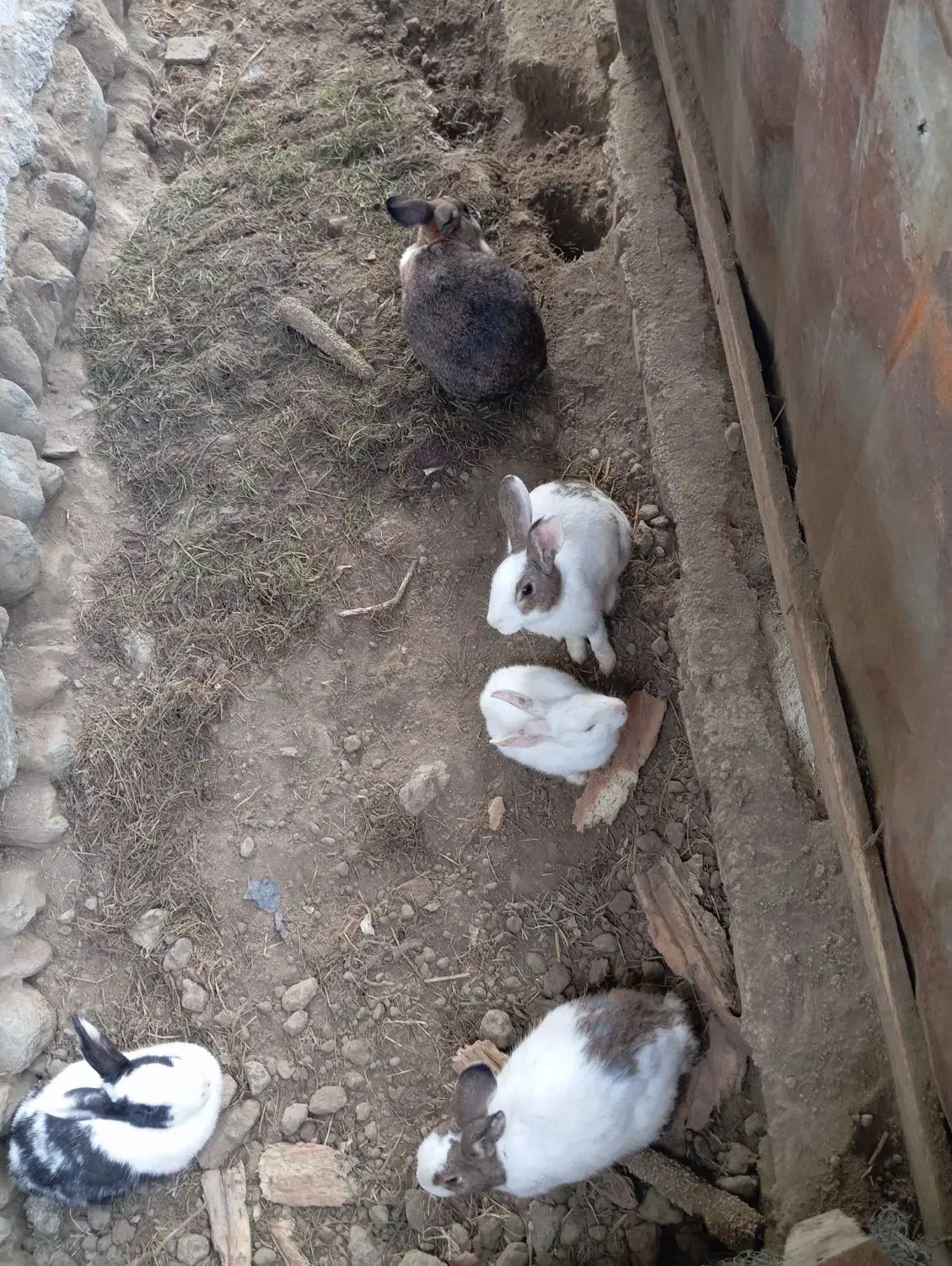 خرگوش|موش و خرگوش|بندر ترکمن, |دیوار