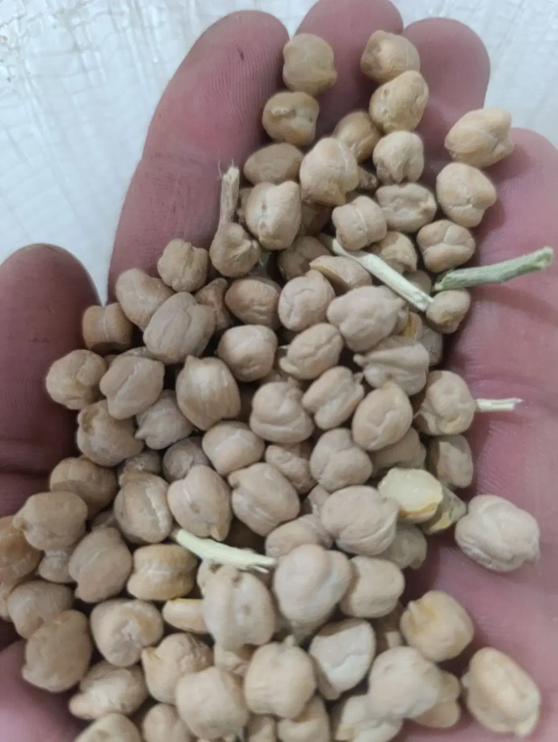 نخود درشت بذری|خوردنی و آشامیدنی|بیرانوند, |دیوار