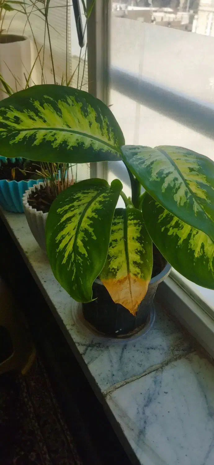 چند مدل گل|گل و گیاه طبیعی|کرج, حصارک بالا|دیوار