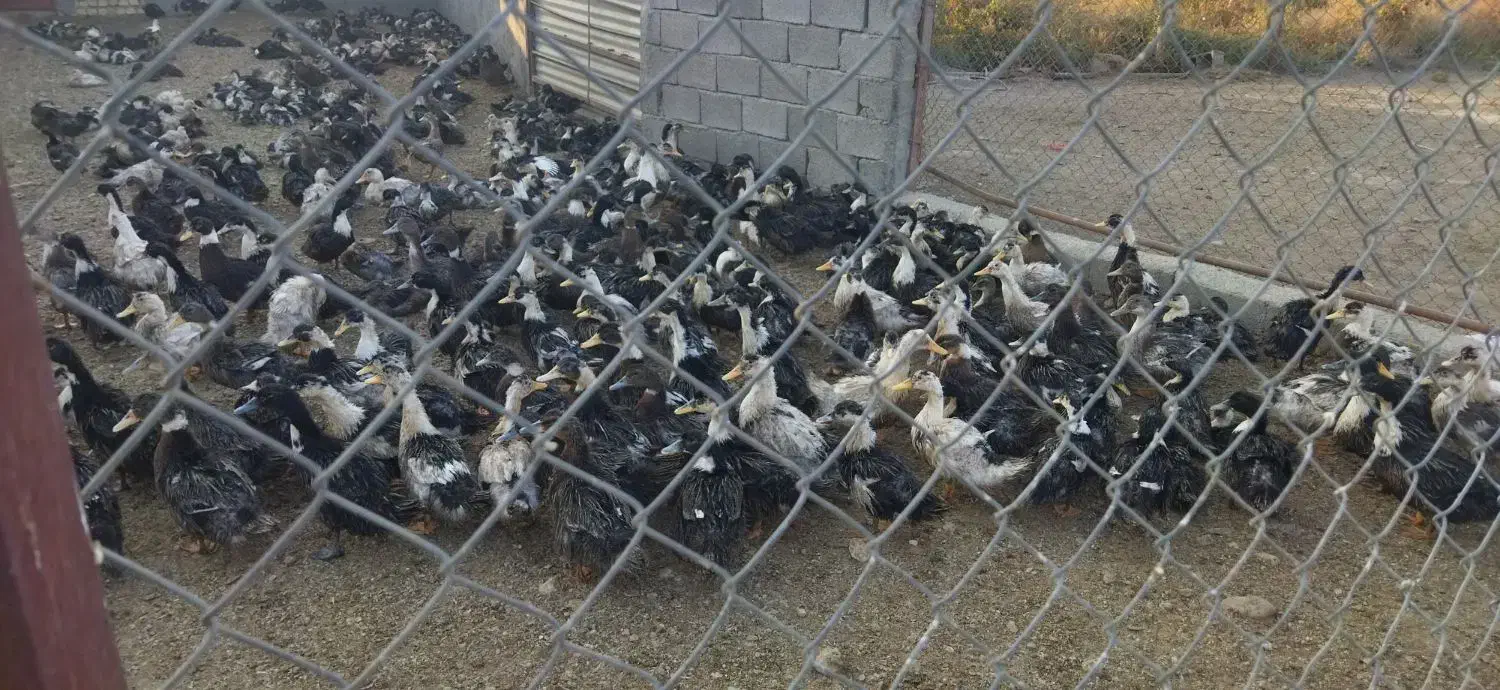 اردک چاق|حیوانات مزرعه|رشت, منظریه|دیوار