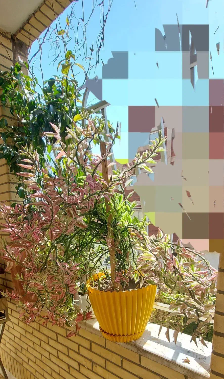 نخل ماداگاسکار|گل و گیاه طبیعی|شاهین‌شهر, شهرک گلدیس|دیوار