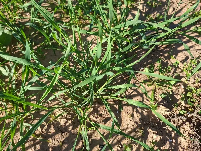 جو دامی|لوازم جانبی حیوانات|مسجد سلیمان, |دیوار