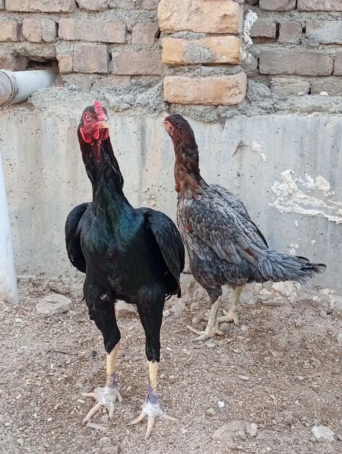 مرغ و خروس لاری|حیوانات مزرعه|سرپل ذهاب, |دیوار