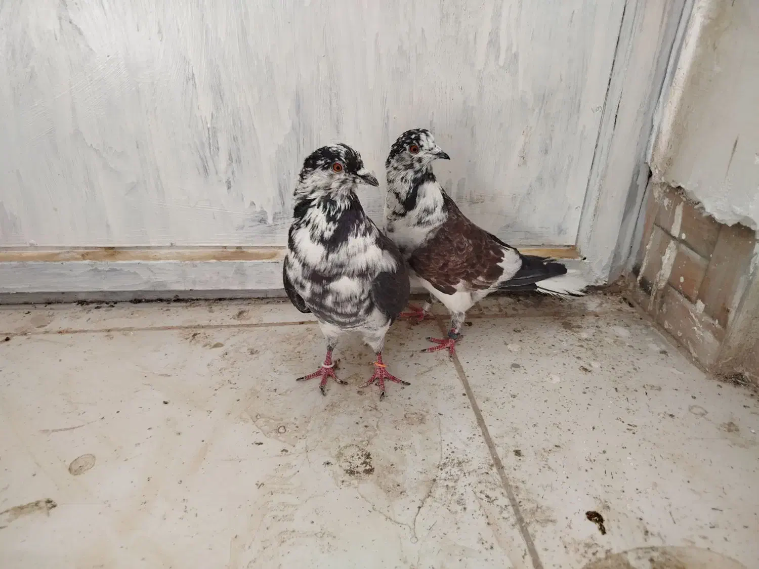 سینه باز|پرنده|سرپل ذهاب, |دیوار