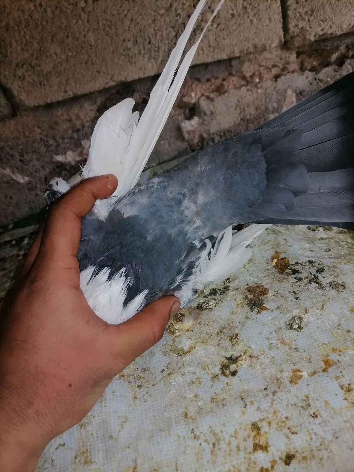 دمب سبز|پرنده|شیراز, میرزاکوچک خان|دیوار