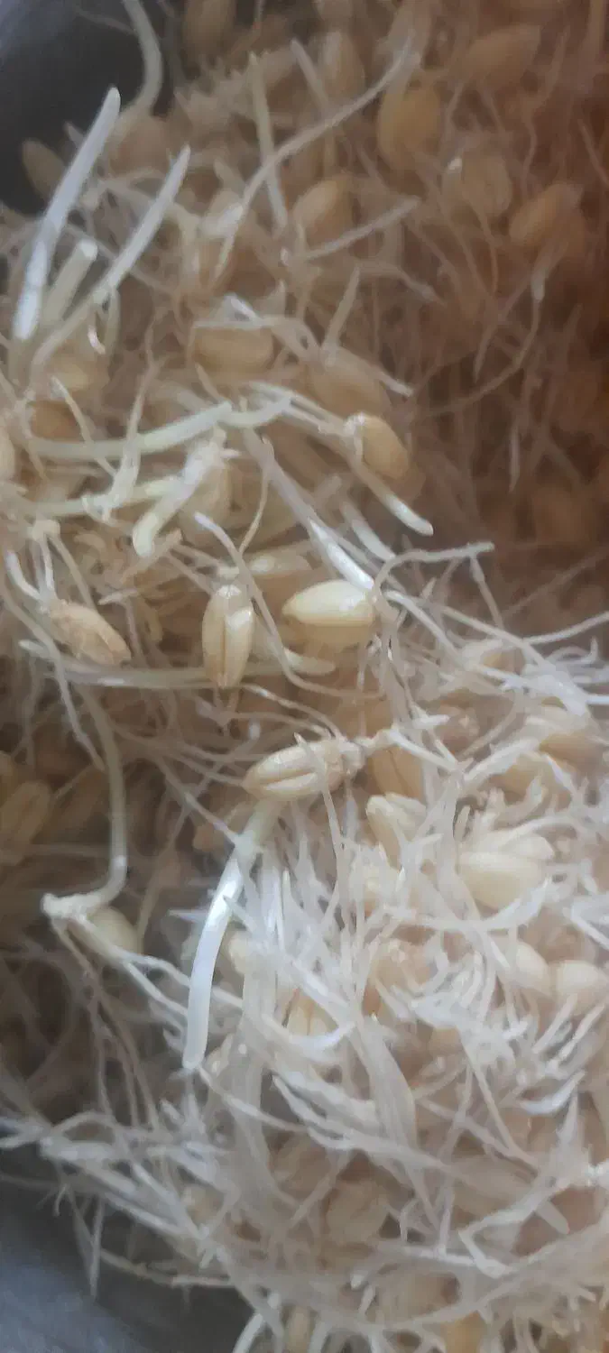 جوانه گندم وماش|خوردنی و آشامیدنی|شیراز, گلشن|دیوار