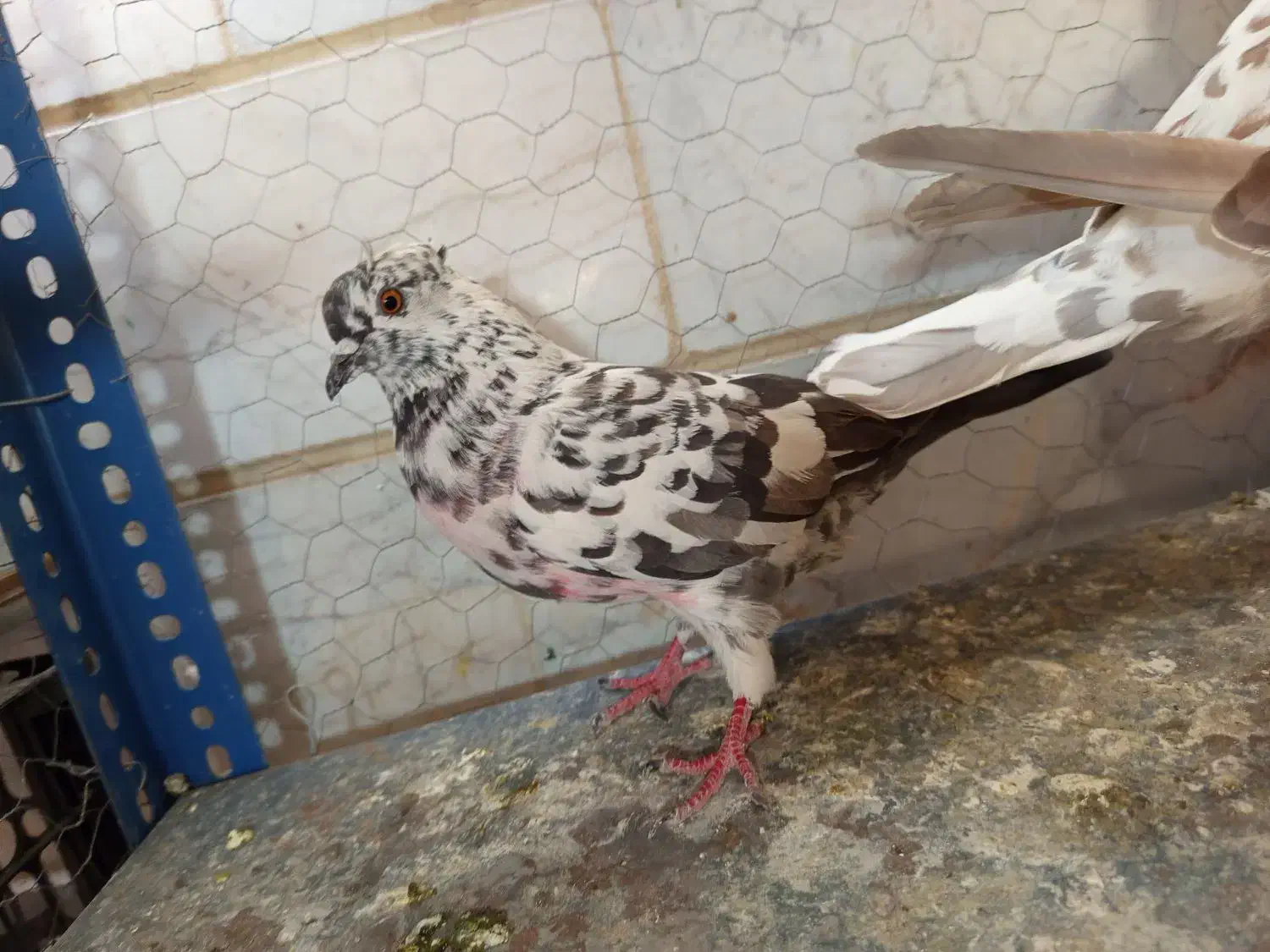 کفتر|پرنده|وحیدیه, |دیوار