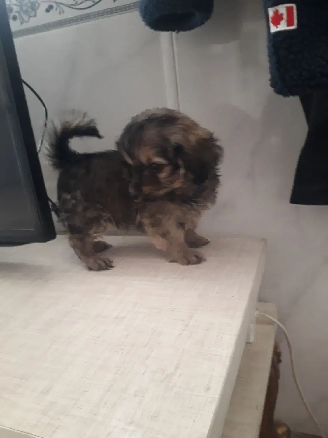 توله سگ دوماه پامرین شیتزو|سگ|نسیمشهر, |دیوار