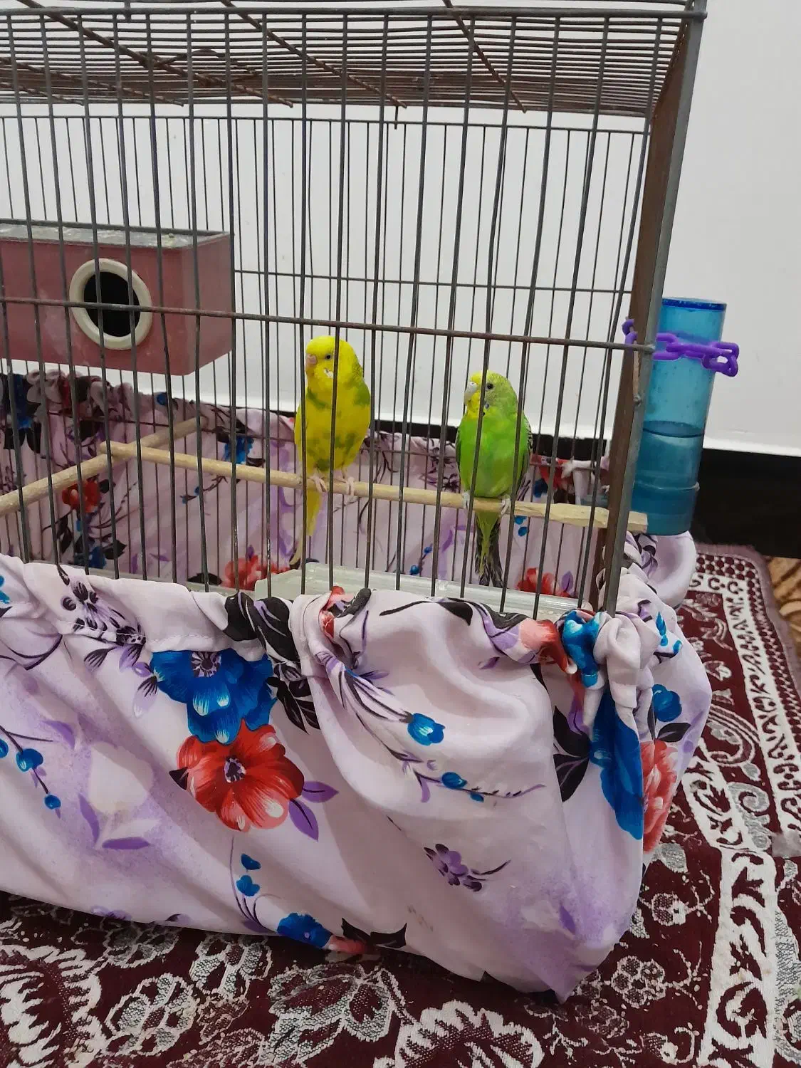 سلام دومرغ عشق به فروش میرسد|پرنده|چهاربرج, |دیوار