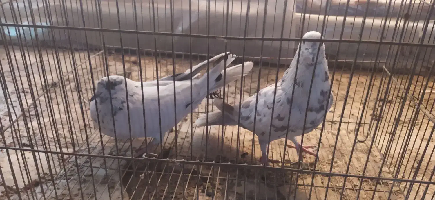 کبوتر|پرنده|قم, حاج زینل|دیوار