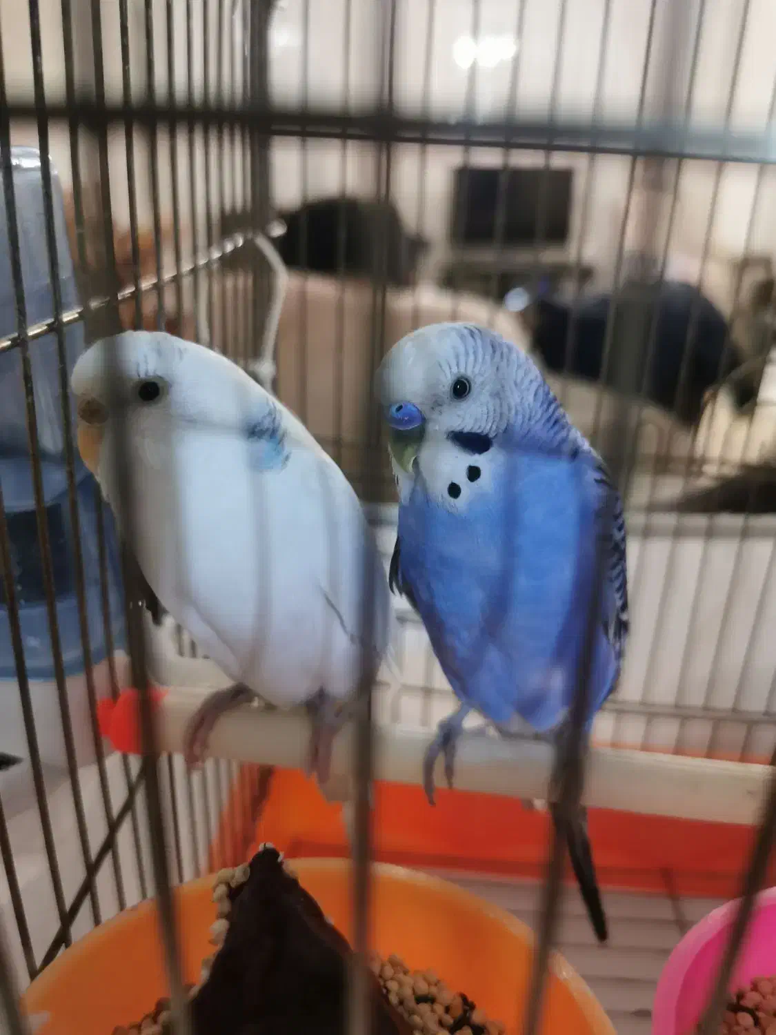 مرغ عشق به همراه قفس معاوضه با جوجه عروس هلندی|پرنده|فردیس, نگارستان|دیوار