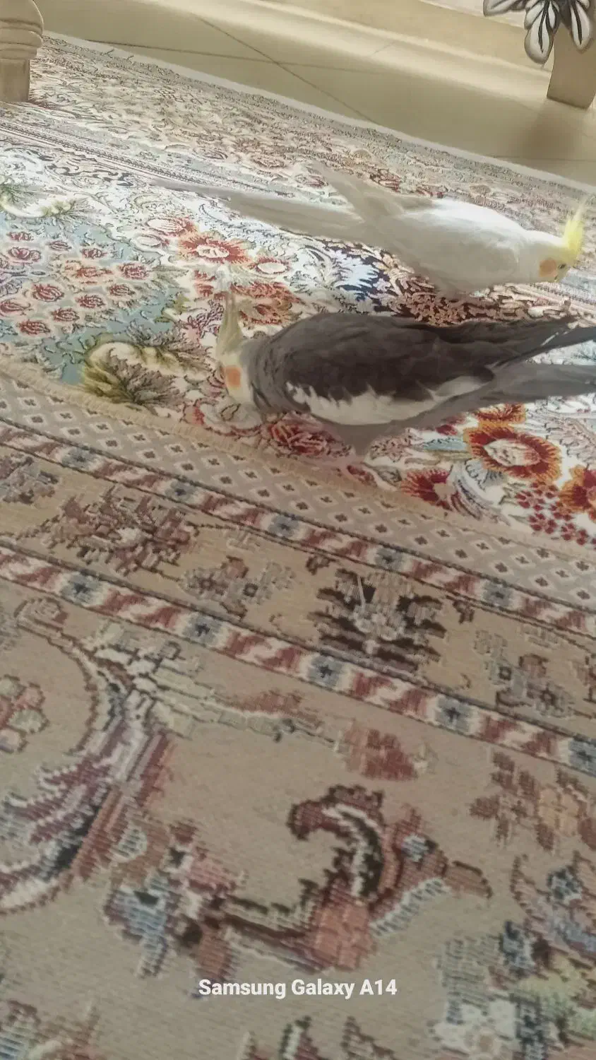 عروس هلندی هر دو نر|پرنده|قزوین, |دیوار