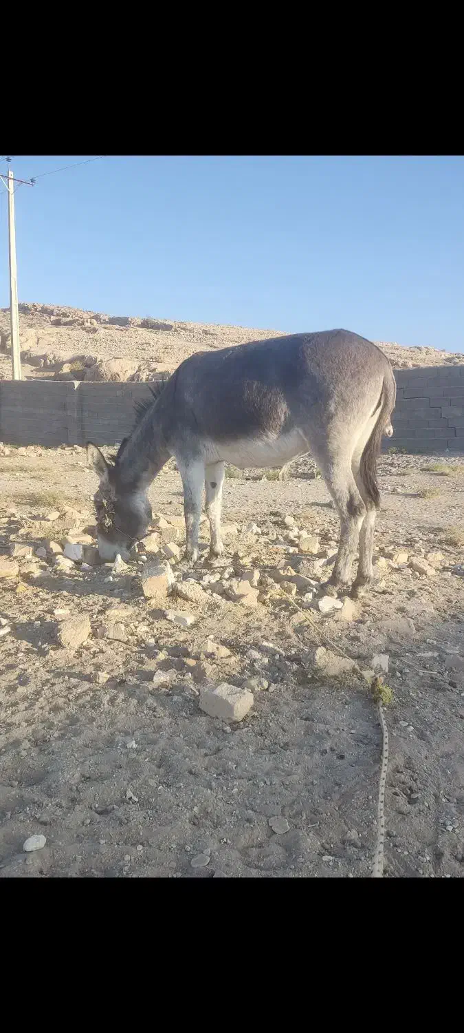 الاغ|حیوانات مزرعه|شیراز, داریون|دیوار