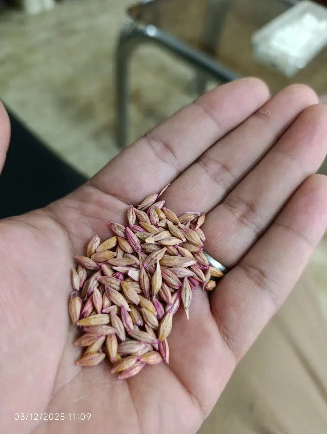 انواع رقم بذر گندم ضد عفونی شده پلمپ|گل و گیاه طبیعی|گنبد کاووس, |دیوار