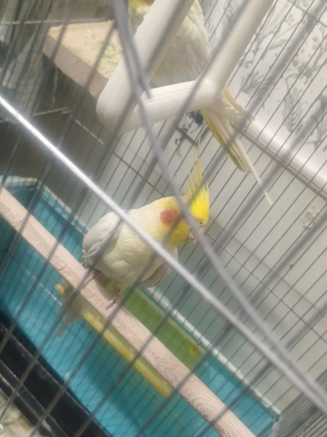 یک جفت عروس هلندی سخنگو|پرنده|رفسنجان, |دیوار