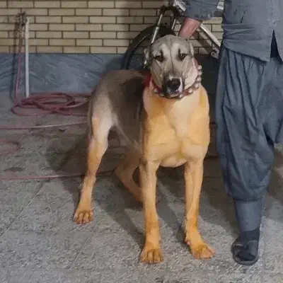 سگ سرابی|سگ|مبارکه, |دیوار