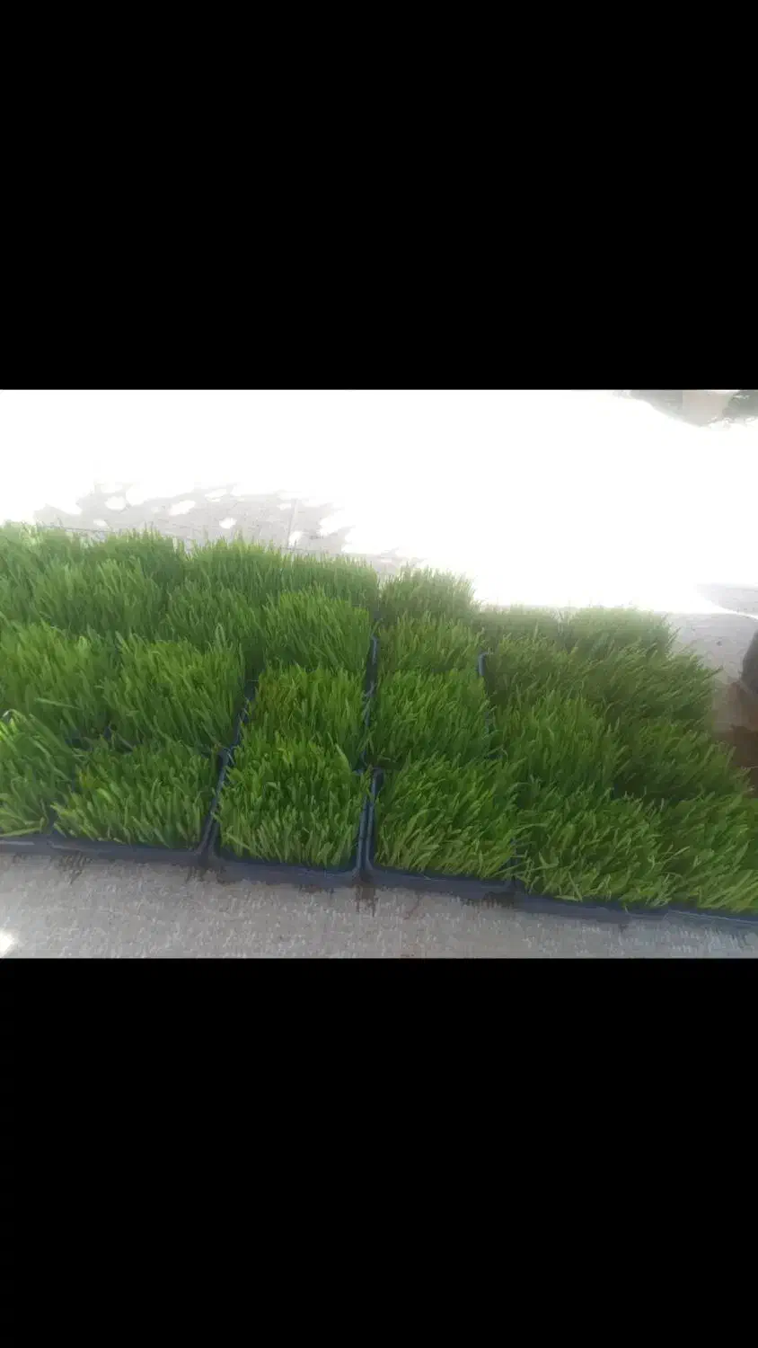 سبزه|گل و گیاه طبیعی|شیراز, کوشک میدان|دیوار