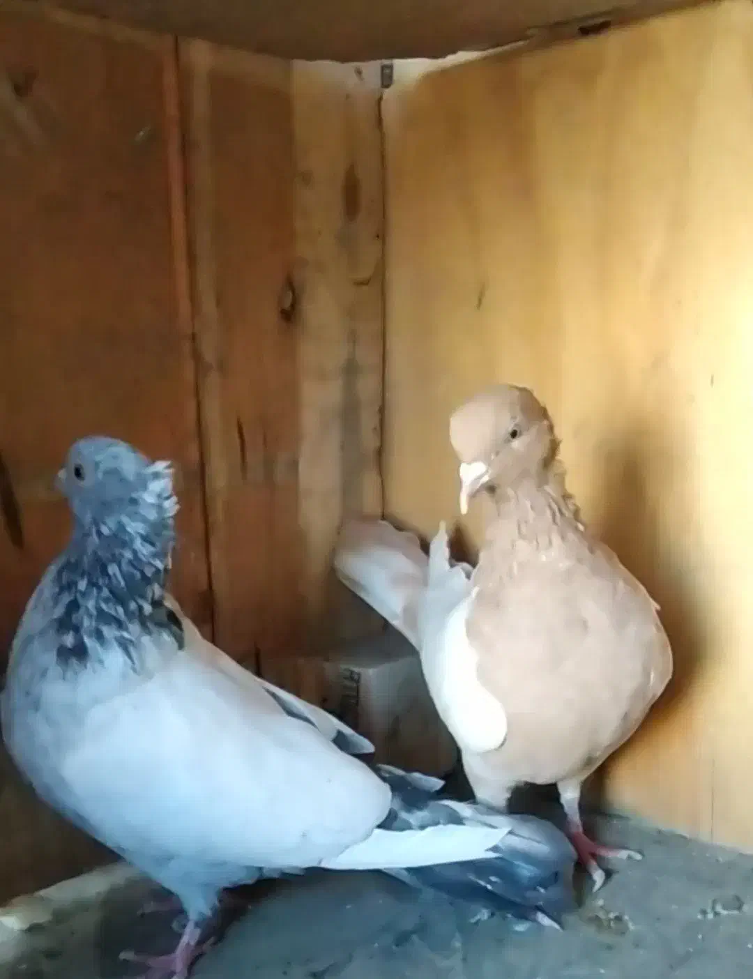 سینه|پرنده|گلبهار, نوبهار|دیوار