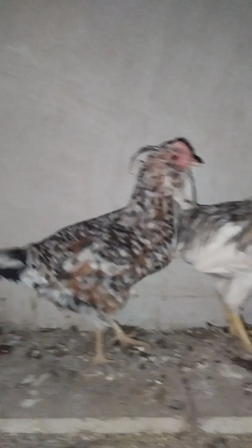 یک جفت مرغ و خروس گلین|حیوانات مزرعه|رفسنجان, |دیوار