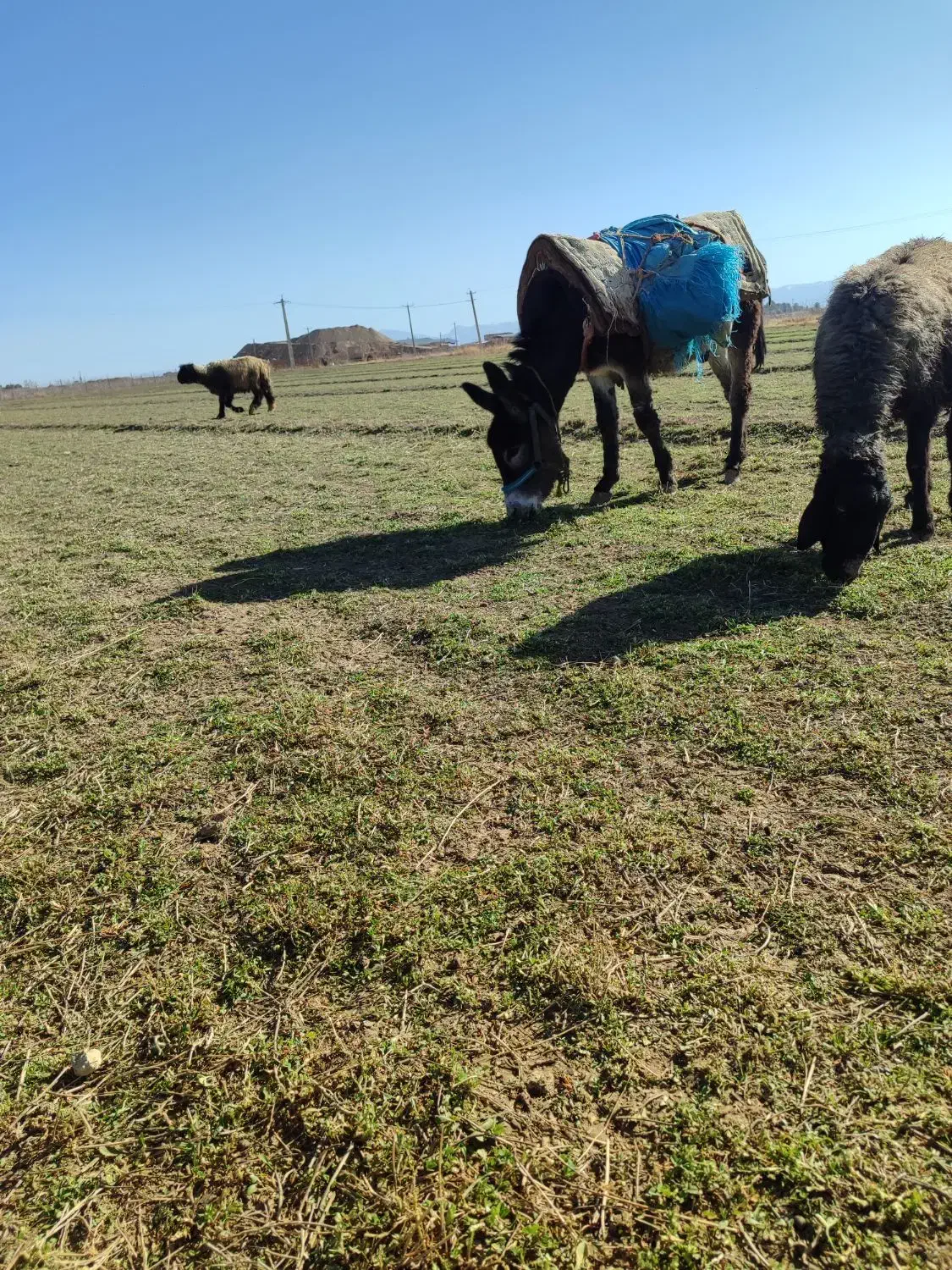 خر گله|حیوانات مزرعه|مرودشت, کناره|دیوار