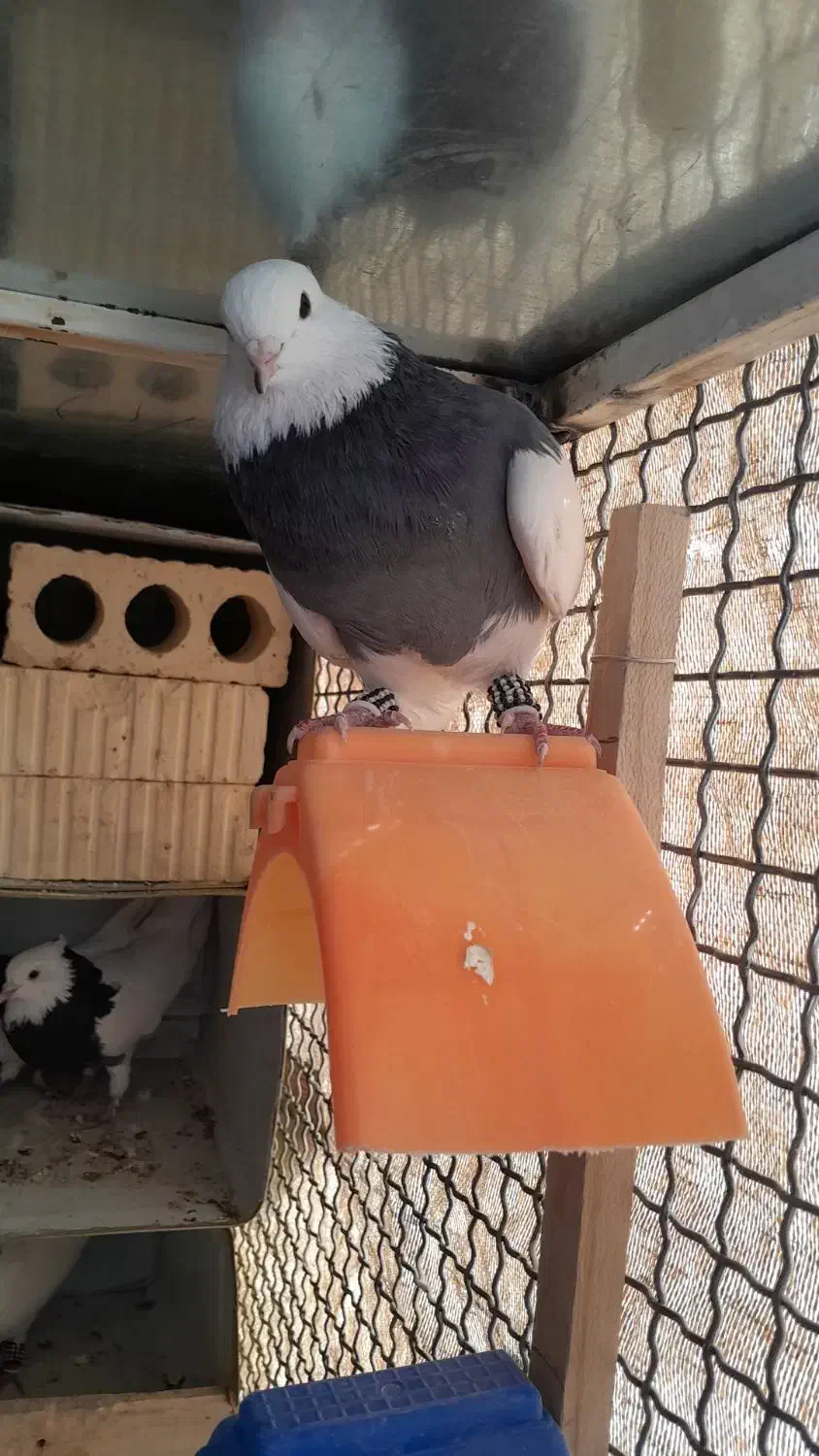 کبوتر|پرنده|پاسارگاد, |دیوار