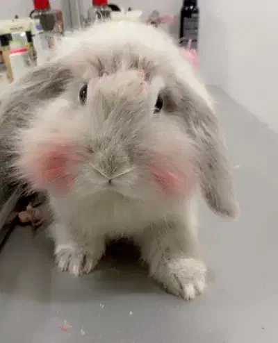 خرگوش جوان|موش و خرگوش|مریوان, |دیوار