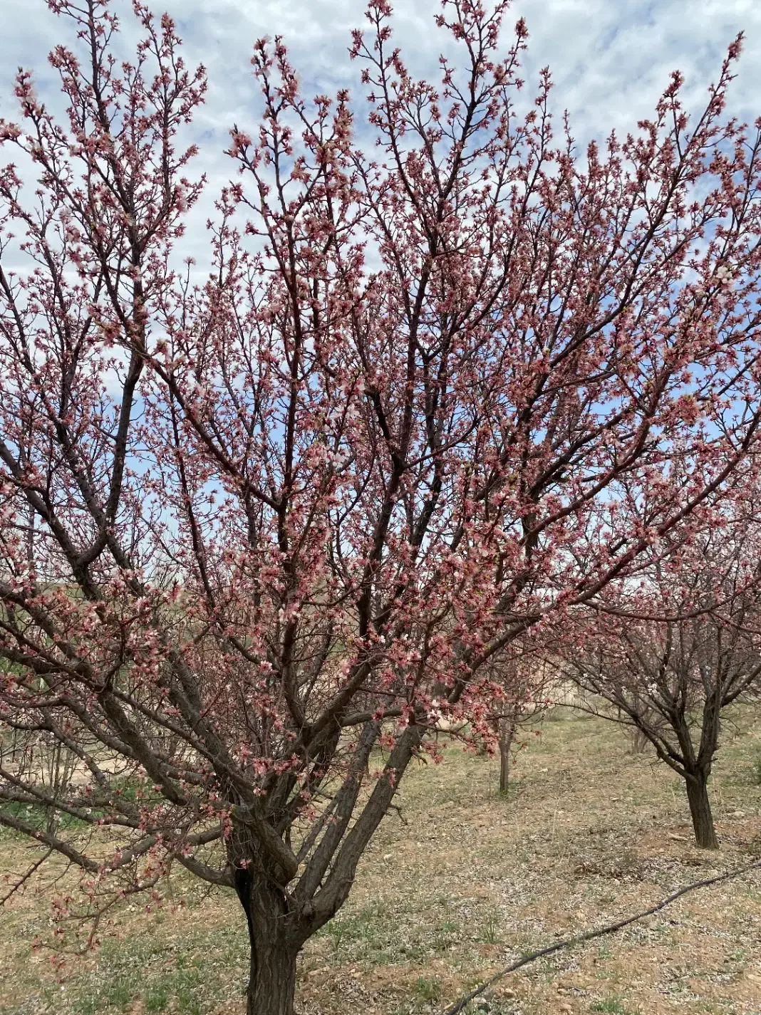 باغ شهر|فروش دفتر صنعتی، کشاورزی، تجاری|زنجانرود, |دیوار