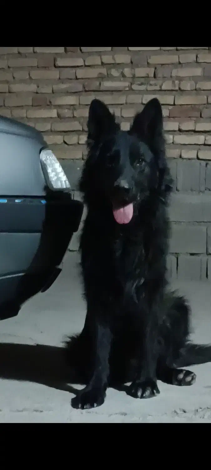 ژرمن|سگ|حاجی آباد, |دیوار