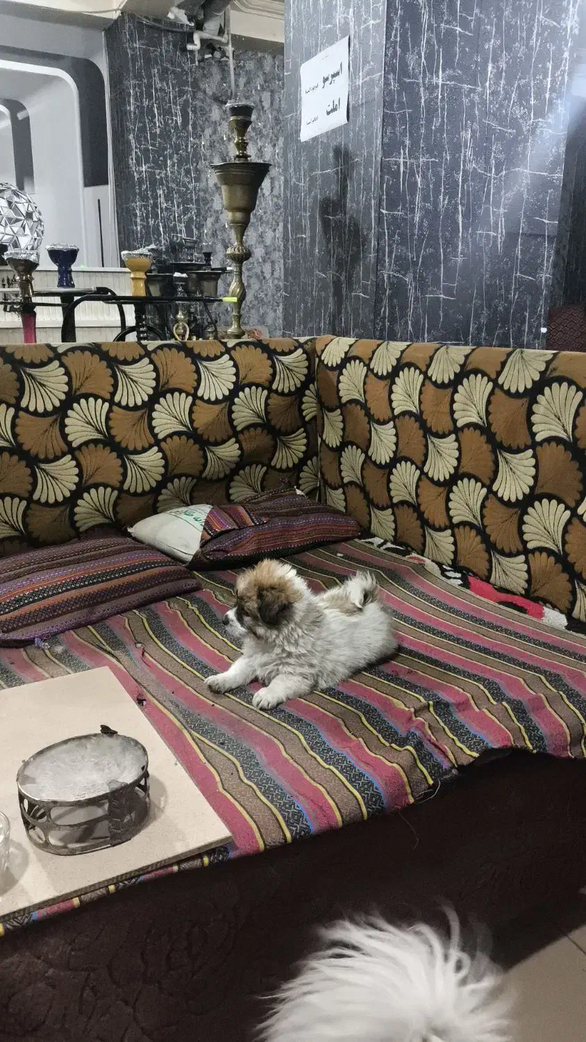 واگذاری|سگ|تبریز, |دیوار