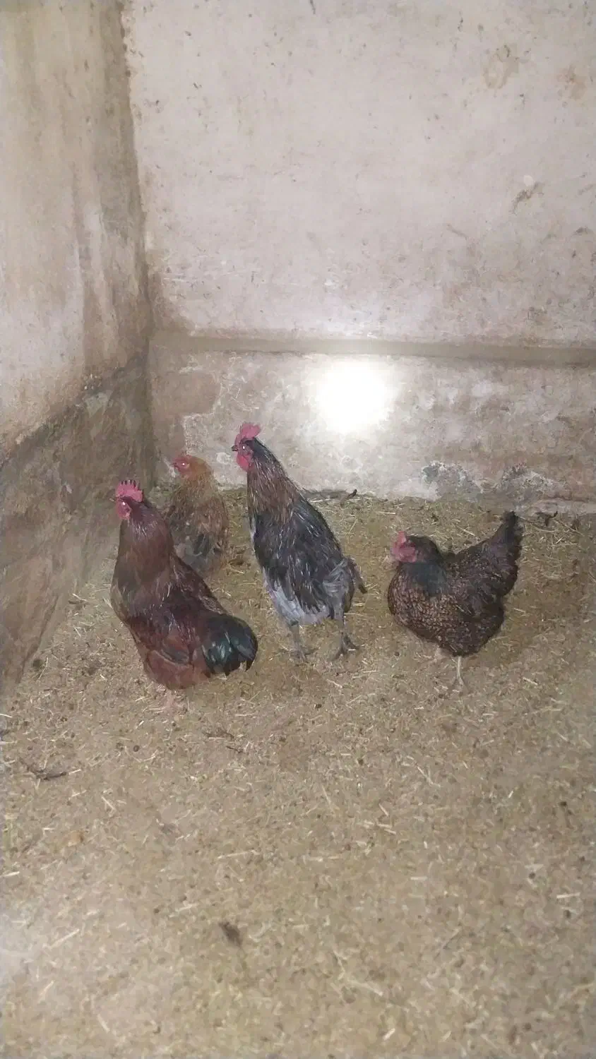 مرغ خروس|حیوانات مزرعه|قم, امامزاده ابراهیم|دیوار