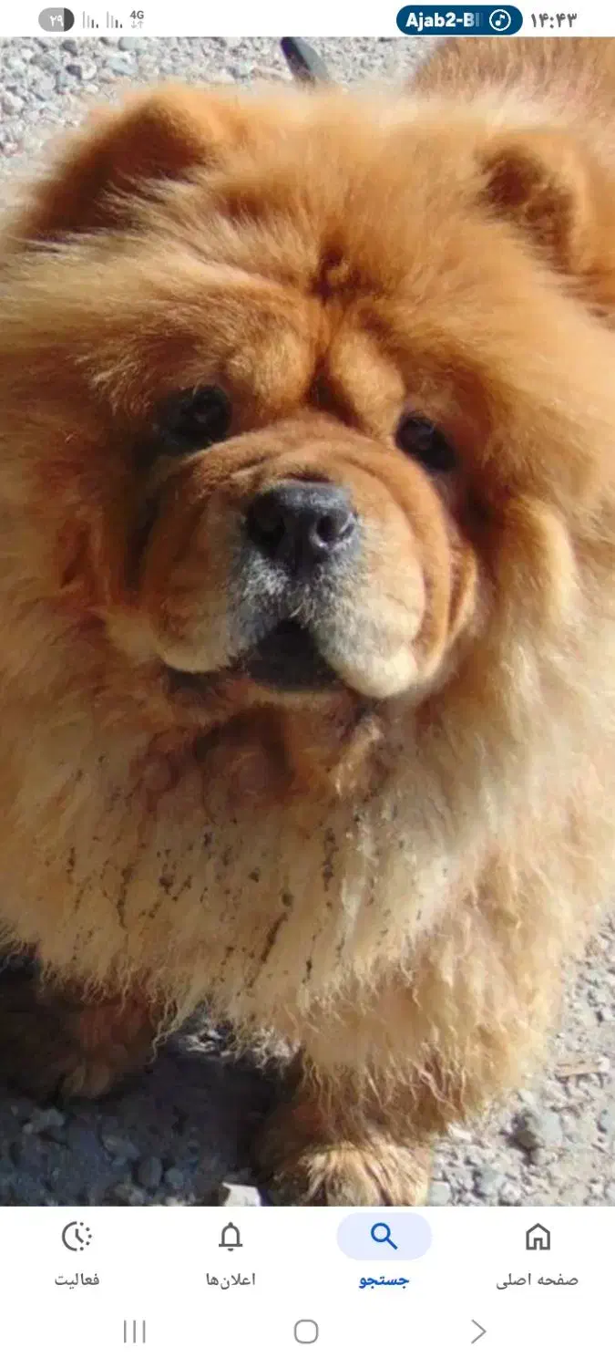 واگذاری سگ تربیت شده چاوچاو|سگ|تهران, پارک شهر|دیوار