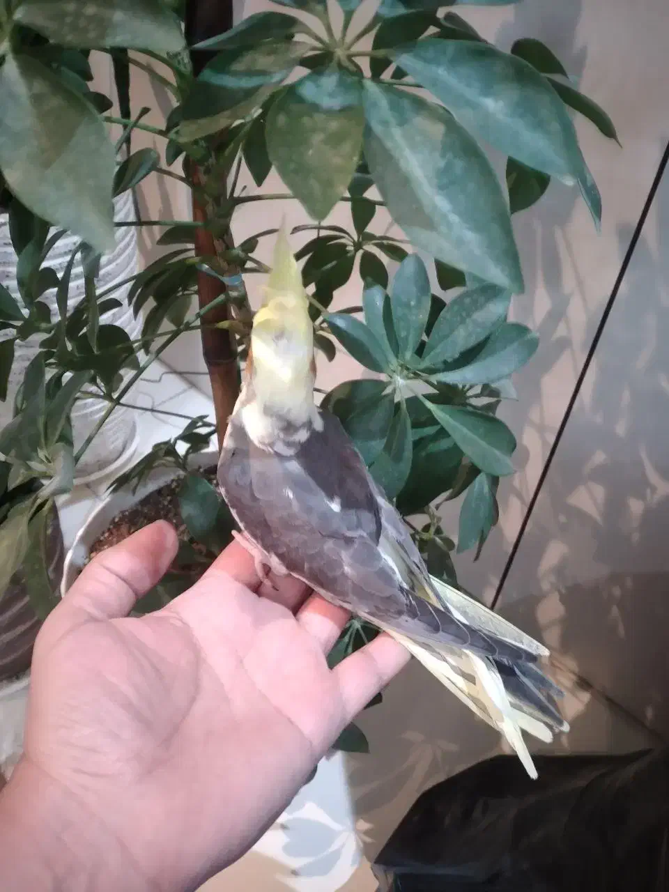 جوجه عروس سینامون|پرنده|کرج, کرج نو|دیوار